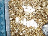 Copy of P6280011.JPG
