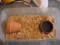 hatchling shoebox.jpg
