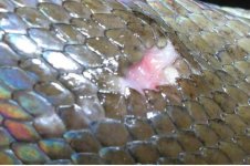 fish1.jpg