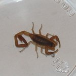 Scorpion.jpg