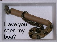 Lost boa.JPG