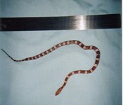 snake8.jpg