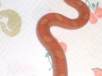 1 blood-back.jpg