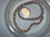 Ghost House's Hercules copy.jpg