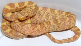 FemaleAlbino1.JPG