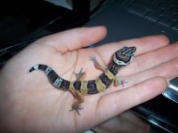 gecko snakes and blah 052.JPG