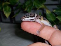gecko snakes and blah 059.JPG