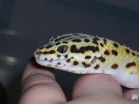 100_4265.jpg