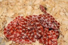 IMG_1477 Ultramel Blood and Fire Babies 2009.JPG