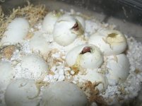 026a.jpg