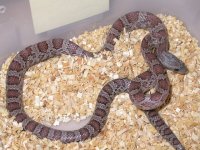 My Cornsnakes 002.jpg