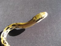 Taiwan Beauty 01 (Small).JPG