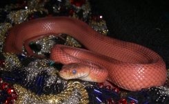 Blue Ruby 002cr.jpg