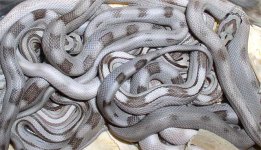 KJUN_ivory-clutch.jpg