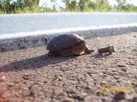 8-3 turtle.jpg