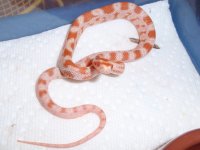 2009-07-18 CS-AHCS09-02_FreshlyShed_1.jpg
