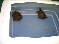 l_64e7b9fbda3f4c529fb2e47a5d16c62f.jpg