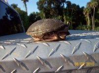 8-3 turtle 2.jpg