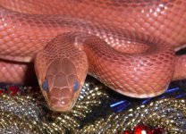 Blue Ruby 007cr.jpg