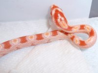 2009-07-19 CS-AHCS09-03_7.jpg