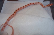 2009-07-19 CS-AHCS09-03_8.jpg