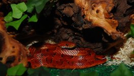 Snake136-w.jpg