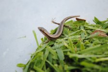 2010_may_skink.jpg