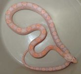 Pink1.jpg