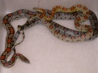 Alabama X Alabama  Madison Co. (BP12).jpg