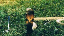 King%20Cobra.jpg