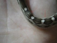 IMG_3267.JPG