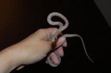 Forum Phantom Bloodred male 001.jpg
