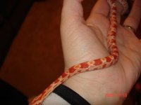 licorice arm.jpg