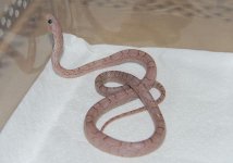 Forum Phantom Bloodred male 003.jpg