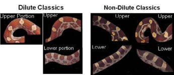 00 Comparison with Dilute - Classic.jpg