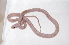Forum Phantom Bloodred male 004.jpg