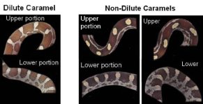 00 Comparison with Dilute - Caramel.jpg