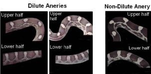 00 Comparison with Dilute - Anery.jpg