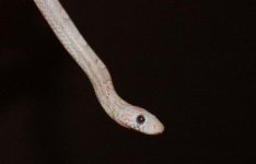 Forum Phantom Bloodred female 001.jpg