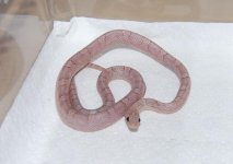 Forum Phantom Bloodred female 002.jpg