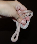 Forum Hypo Lavender Stripe male 001.jpg