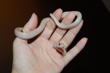 Forum Hypo Lavender Stripe male 002.jpg