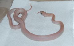 Forum Hypo Lavender Stripe male 003.jpg