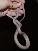 Forum Lavender Stripe female 003.jpg