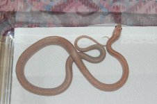 Forum Lavender Stripe female 002.jpg