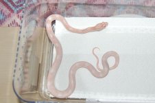 Forum Opal Motley female 001.jpg