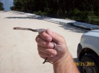 garter racer.jpg