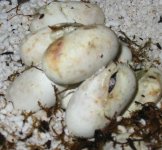 hatchingeggs1.jpg