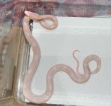 Forum Opal Motley female 002.jpg