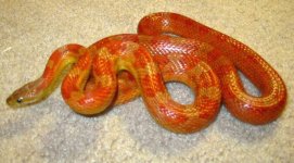 BootKeyRosyRatsnakeFemale.jpg